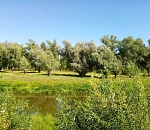 В Астраханской области высадили почти 600 га лесов