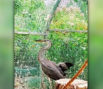 В реабилитационном центре Волгограда спасают раненую цаплю из Астрахани