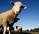 В ДТП с участием двух автомобилей и стада овец пострадали три человека