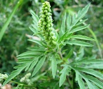 Мощный аллергенный сорняк зацвел в Астрахани