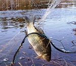 В Астраханской области сотрудник исправительной колонии и полицейский подозреваются в браконьерстве