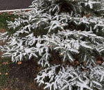 В Астрахани первый снег укрыл ёлки
