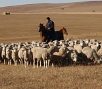 Полицейские искали пропавшего мужчину, а он уехал работать пастухом