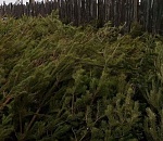 В Астрахани старую ель или сосну можно поменять на билет в зоопарк