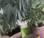 Домашняя плантация конопли обернулась для астраханца уголовным делом