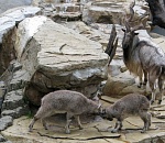 В Астрахань к нахуру приехал мархур