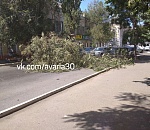 В центре Астрахани упало дерево: повреждены авто, перекрыто движение