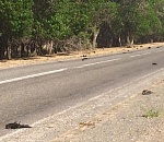 Дорога в Астраханской области усыпана трупами птиц