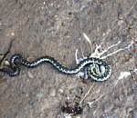 Во двор многоэтажки в Астрахани заползла гадюка