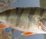 В Астрахани выявили 600 тонн опасной для потребителя рыбы