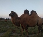 Астраханские верблюды-террористы по-прежнему на свободе
