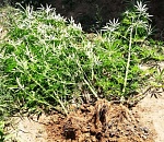 Россельхознадзор обнаружил в двух районах Астраханской области  участки с наркосодержащими растениями