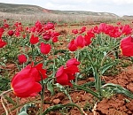 Ахтубинский район: тюльпанному фестивалю Богдо – быть!