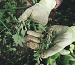 В Астрахани скосили более миллиона квадратных метров сорняков