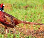 Преждевременная охота на фазанов обошлась астраханцу в 20 тысяч рублей