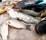 В Астрахани остановили машину, в багажнике которой было с полтонны рыбы