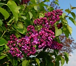 В Астрахань идет тепло, но солнца не будет