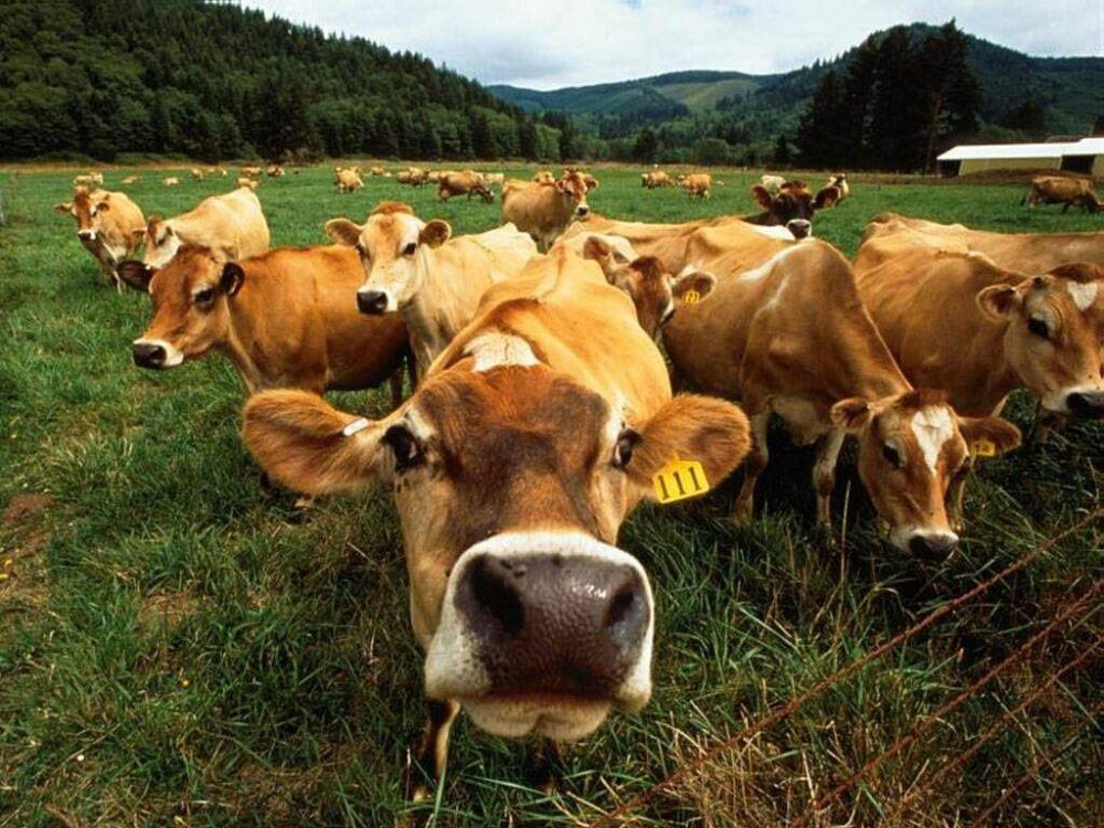 В Астраханской области пастух украл более 300 коров