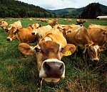 В Астраханской области пастух украл более 300 коров