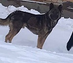 В Знаменске собаки покусали двух детей: видео