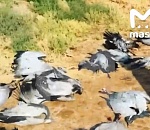 Астраханских краснокнижных журавлей массово истребляют охотники-саудиты