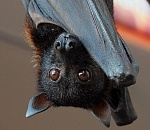 Змеи и летучая мышь снова терроризировали астраханцев