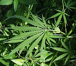 В Астрахани пассажиры маршрутки ехали с пакетами, набитыми свежесобранной марихуаной