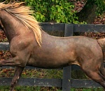 В Астраханской области лошадь протащила мужчину по земле несколько километров. Исход печальный