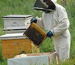  В Астрахани пчеловод утаил 3,5 миллиона "налоговых"рублей