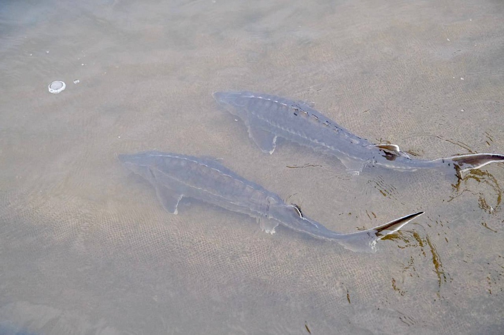 Новое осетроводческое хозяйство заработало под Астраханью