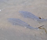 Новое осетроводческое хозяйство заработало под Астраханью