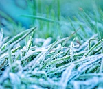 МЧС предупреждает: в Астраханской области ожидаются заморозки