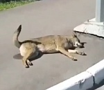 В центре Астрахани отравили собак. Погибла легендарная собака-блогер Бочка