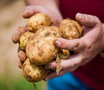 Из астраханского картофеля будут делать чипсы