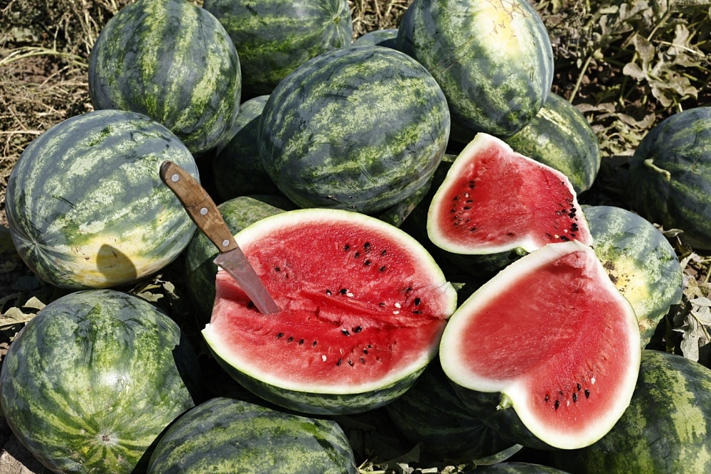 Астраханские фермеры собирают первый урожай арбузов