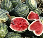 Астраханские фермеры собирают первый урожай арбузов