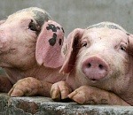 В Астраханской области обнаружили трупы на крышах фермерских построек