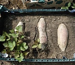 Астраханский фермер выращивает чёрный тмин, бамию и куркуму 