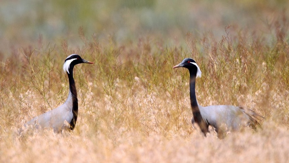 В Астраханской области стремительно сокращается популяция краснокнижной птицы