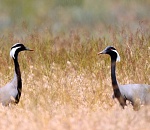 В Астраханской области стремительно сокращается популяция краснокнижной птицы