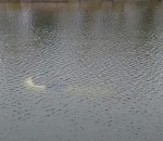 Под Астраханью водолазы ищут 83-летнего водителя утонувшей Нивы