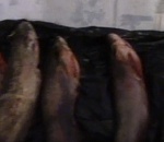 В Астрахани прикрыли подпольный цех по переработке браконьерской рыбы