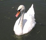 В Астрахани выясняют причину гибели лебедя: будет вскрытие