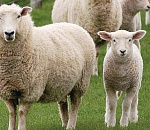 Астраханская область планирует поставлять овец в Иран