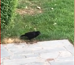 Астраханцы подкармливают грача со сломанным крылом, живущего в кремле