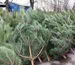 Купить ёлки астраханцы смогут уже в середине декабря в 14-ти местах