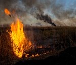 Записки астраханского натуралиста. Пожаров в дельте Волги стало больше