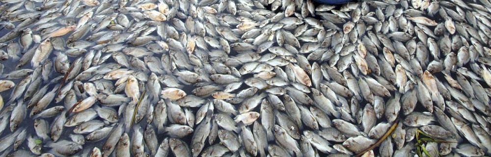 В Астраханской области из-за халатности предпринимателя уничтожат пять тонн рыбы