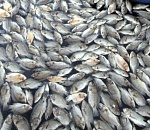 В Астраханской области из-за халатности предпринимателя уничтожат пять тонн рыбы