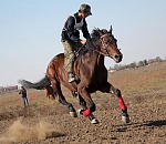 Победитель конных скачек в Астраханской области получил 500 тыс. рублей